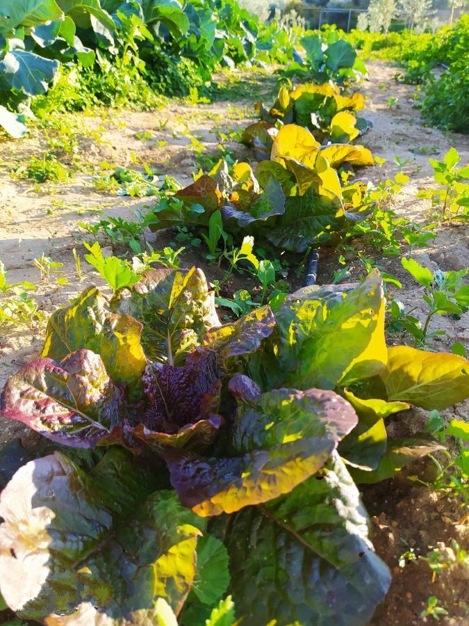 Myparadise-Farm Villa In The Centre Of South Crete 칼라마키 외부 사진