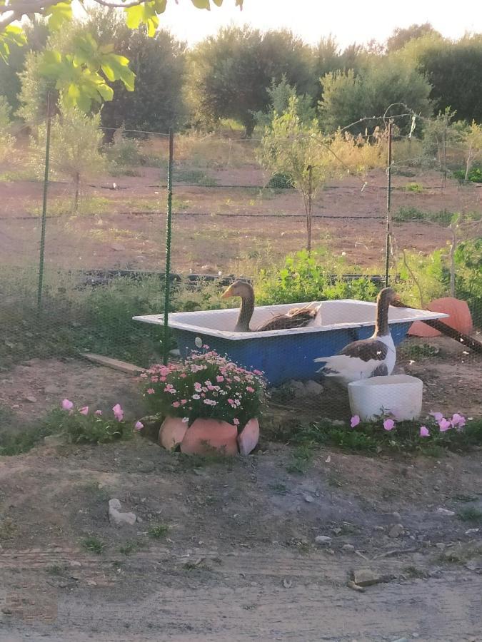 Myparadise-Farm Villa In The Centre Of South Crete 칼라마키 외부 사진