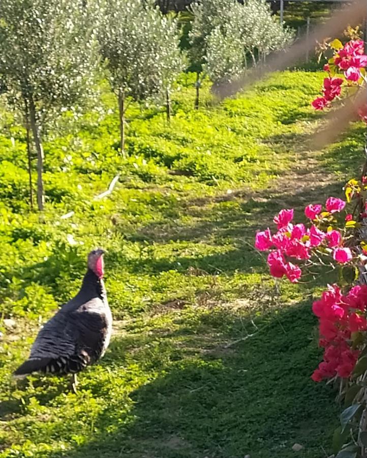 Myparadise-Farm Villa In The Centre Of South Crete 칼라마키 외부 사진