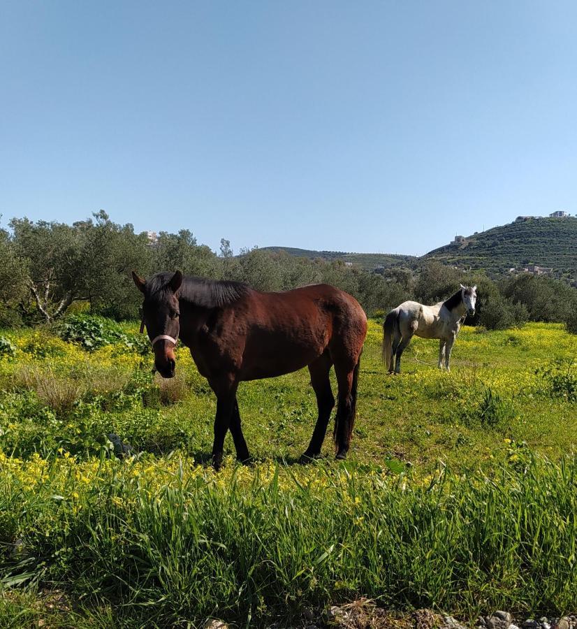 Myparadise-Farm Villa In The Centre Of South Crete 칼라마키 외부 사진