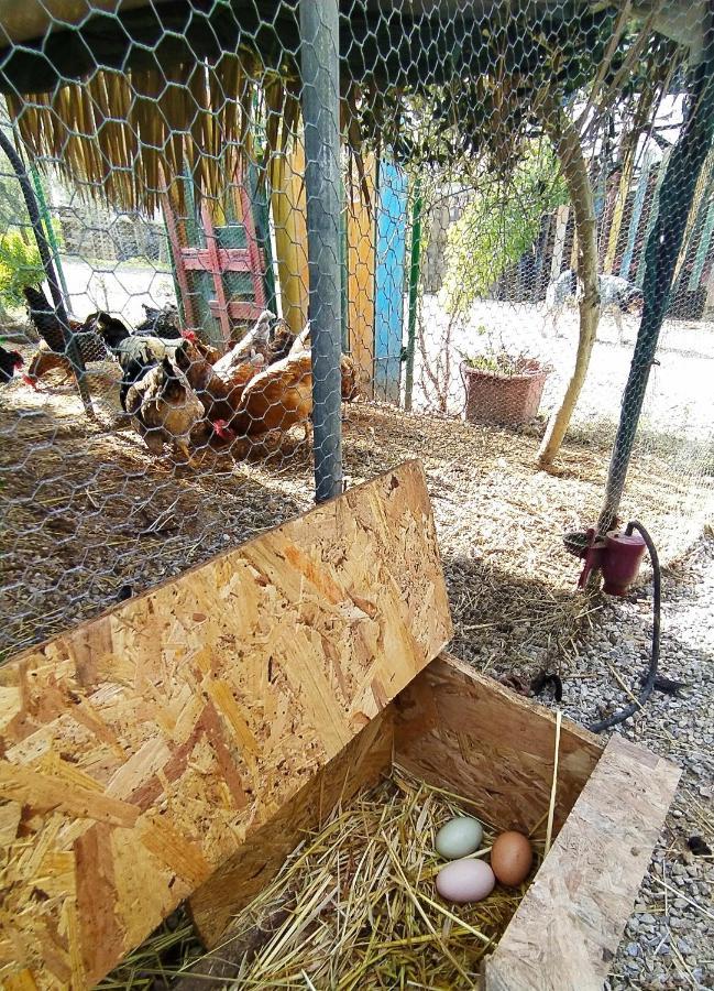 Myparadise-Farm Villa In The Centre Of South Crete 칼라마키 외부 사진